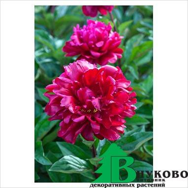 Пион молочноцветковый "Мадам Годишо" (Paeonia lactiflora Madame Gaudichau)