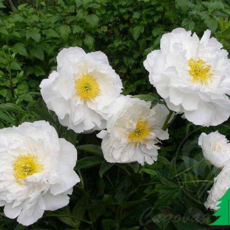 Пион молочноцветковый "Мисс Америка" (Paeonia lactiflora Miss America)