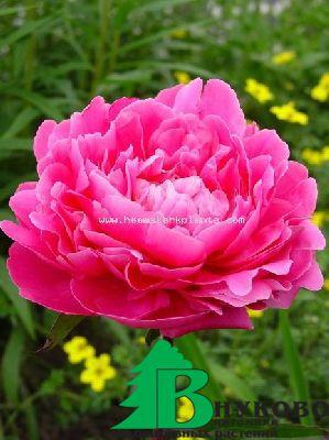 Пион молочноцветковый "Пинк Суприм" (Paeonia lactiflora Pink Supreme)