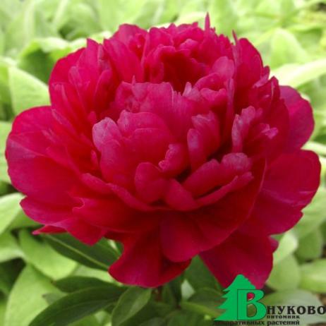 Пион молочноцветковый "Ред Суприм" (Paeonia lactiflora Red Supreme)