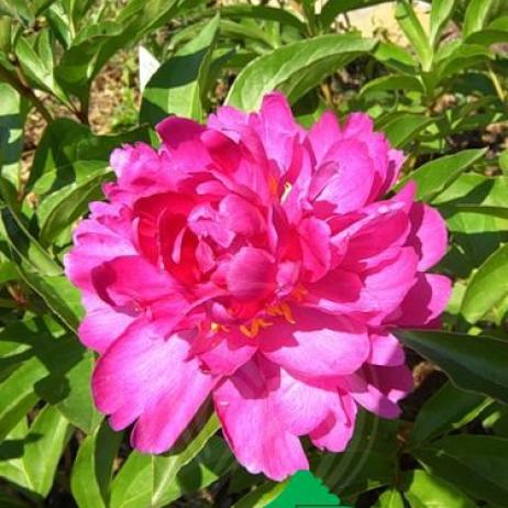 Пион молочноцветковый "Виктуар де ла Марне" (Paeonia lactiflora Victoire de la Marne)