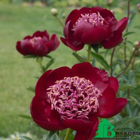 Пион молочноцветковый "Уолтер Мейнс" (Paeonia lactiflora Walter Mains)