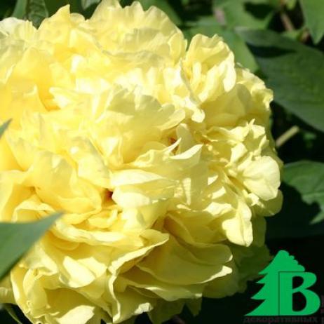 Пион молочноцветковый "Еллоу Краун" (Paeonia Itoh Yellow Crown)