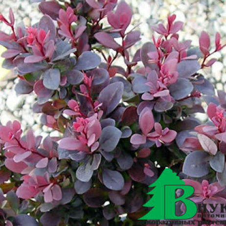 Барбарис Тунберга "Атропурпуреа" (Berberis thunbergii Atropurpurea)