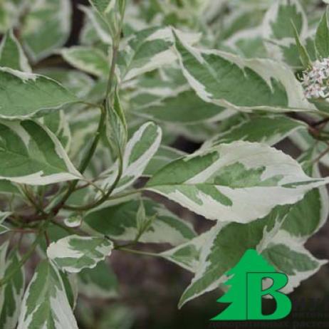 Дерен (свидина) белый "Аргентеомаргината" (Cornus alba Argenteomarginata)