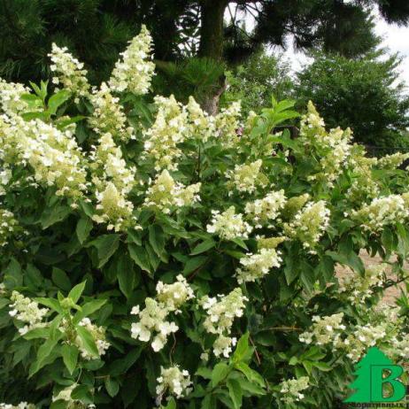 Гортензия метельчатая "Киушу" (Hydrangea paniculata Kyushu)