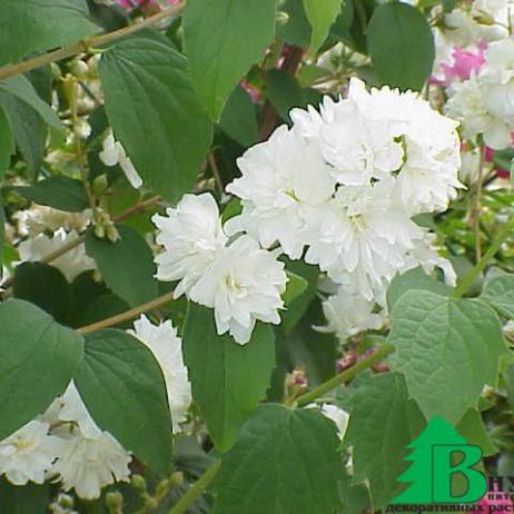 Чубушник "Розаце" (Philadelphus Rosace)