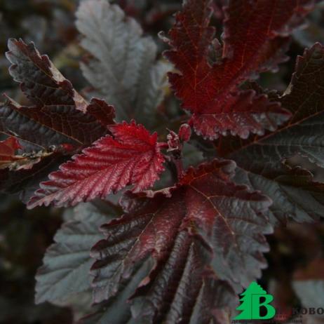 Пузыреплодник калинолистный "Ред Барон" Physocarpus opulifolius (Red Baron)