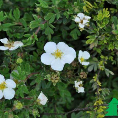 Лапчатка кустарниковая "Абботсвуд" (Potentilla fruticosa Abbotswood)