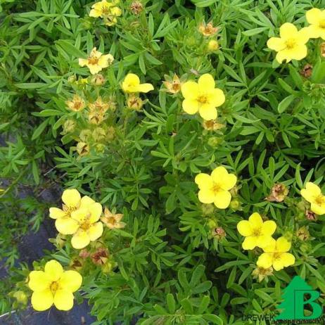 Лапчатка кустарниковая "Фридхем" (Potentilla fruticosa Fredhem)