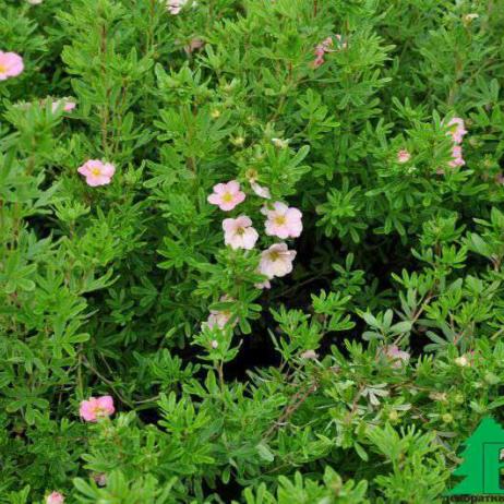 Лапчатка кустарниковая "Пинк Бьюти"("Лавли Пинк") (Potentilla fruticosa 'Pink Beauty' ® (P.f. ‘Lovely Pink’))