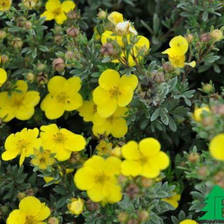 Лапчатка кустарниковая "Соммерфлор" (Potentilla fruticosa Sommerflor)