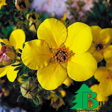 Лапчатка кустарниковая "Елоу Бирд" (Potentilla fruticosa Yellow Bird)