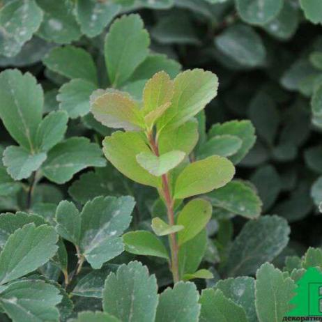 Спирея березолистная (Spiraea betulifolia)