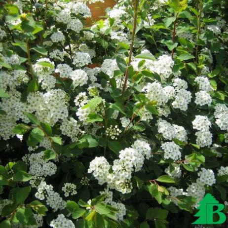 Спирея дубравколистная (Spiraea chamaedryfolia)