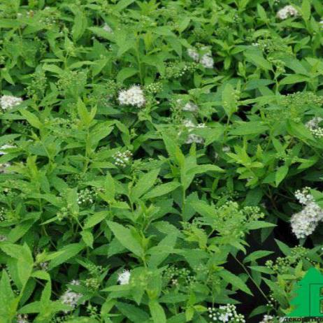 Спирея японская "Альбифлора" (Spiraea japonica Albiflora)