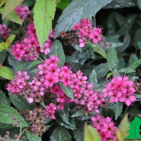 Спирея японская "Антони Ватерери Сапхо" (Spiraea japonica Anthony Waterer Sapho)