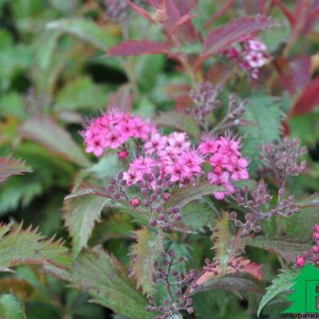 Спирея японская "Криспа" (Spiraea japonica Crispa)