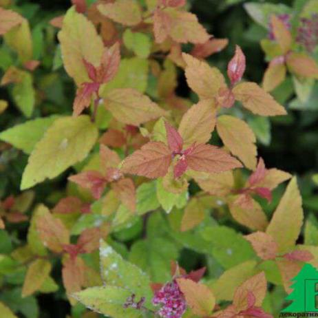 Спирея японская "Фаерлайт" (Spiraea japonica Firelight)