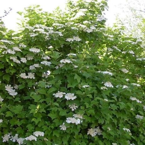 Калина обыкновенная (Viburnum opulus)