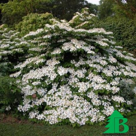 Калина складчатая "St Keverne" (Viburnum plicatum St. Keverne)