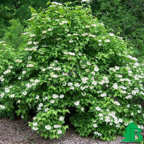 Калина Саржента "Онондага" (Viburnum sargentii Onondaga)