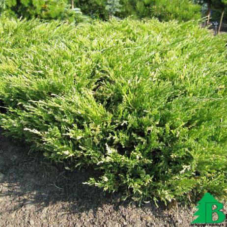 Можжевельник горизонтальный "Андорра Вариегата" (Juniperus horizontalis Andorra Variegata)