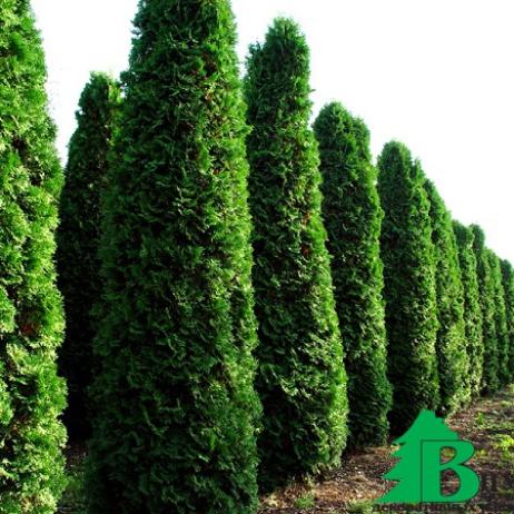 Туя западная Фастигиата (Thuja occidentalis Fastigiata)