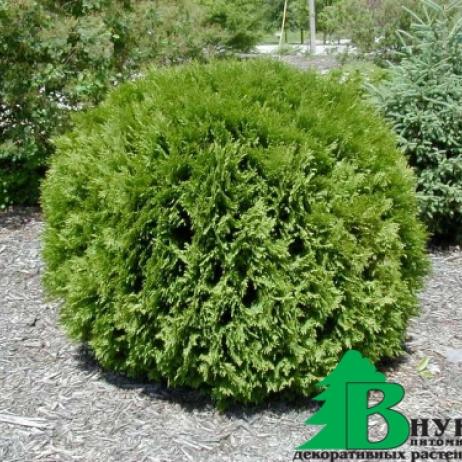 Туя западная Вудварди  (Thuja occidentalis Woodwardii)