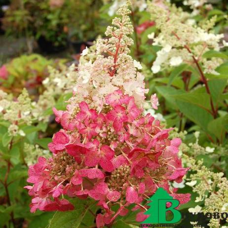 Гортензия метельчатая "Пинки Винки" (Hydrangea paniculata Pinky Winky)