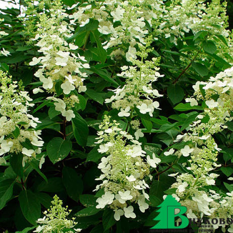 Гортензия метельчатая "Тардива" (Hydrangea paniculata Tardiva)