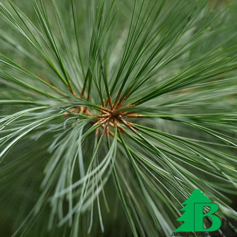 Сосна Веймутова, или белая восточная (Pinus strobus) 