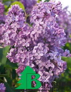 Сирень обыкновенная "Аметист" (Syringa Vulgaris Amethyst)