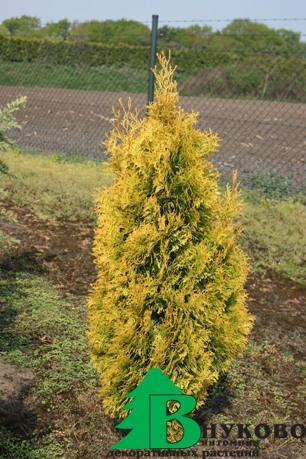 Туя западная "Янтарь" (Thuja occidentalis "Jantar")