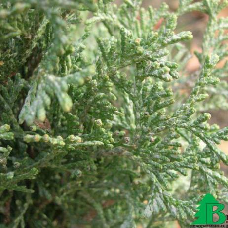 Туя западная "Вотерфилд" (Thuja occidentalis Waterfield)