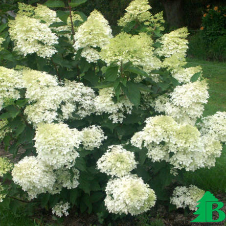 Гортензия метельчатая "Фантом" (Hydrangea paniculata Phantom)