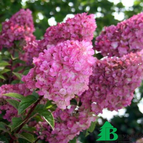 Гортензия метельчатая "Сандей Фрейс" (Hydrangea paniculata Sundae Fraise)