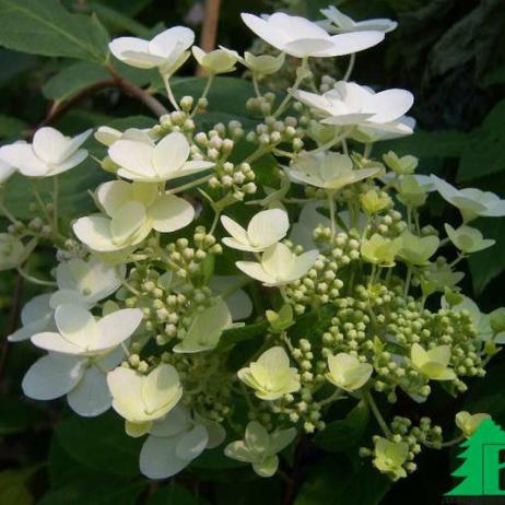 Гортензия метельчатая "Юник" (Hydrangea paniculata Unique)