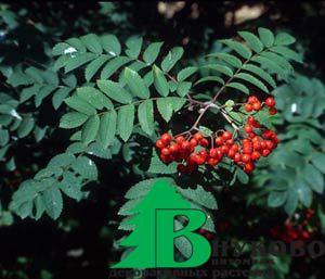 Рябина красивая (Sorbus decora)