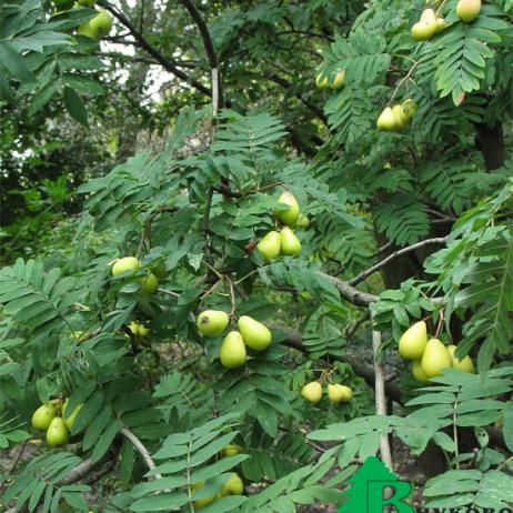 Рябина домашняя (Sorbus domestica)