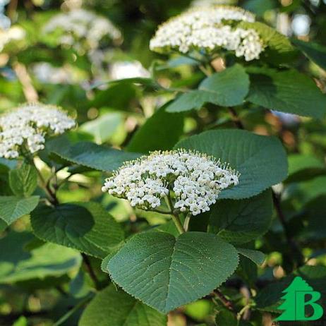 Калина гордовина (Viburnum lantana)