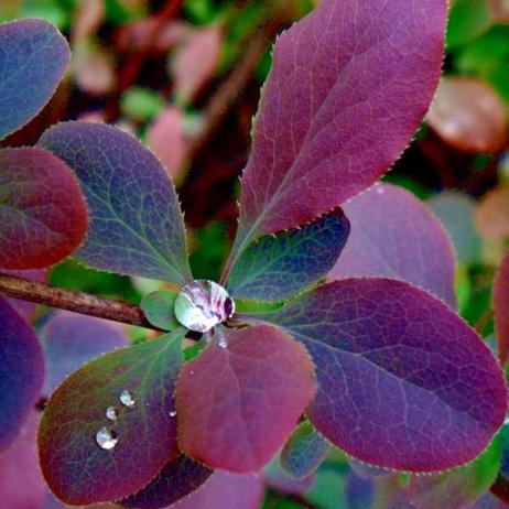 Барбарис оттавский "Аурикома" (Berberis x ottawensis Auricoma)