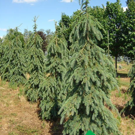 Ель сизая (канадская) "Пендула" (Picea glauca Pendula)