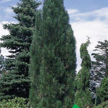 Сосна черная "Пирамидалис" (Pinus nigra Pyramidalis)