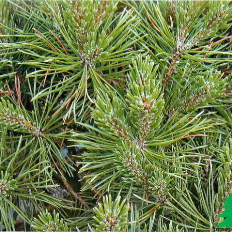 Сосна обыкновенная "Компресса" (Pinus sylvestris Compressa)