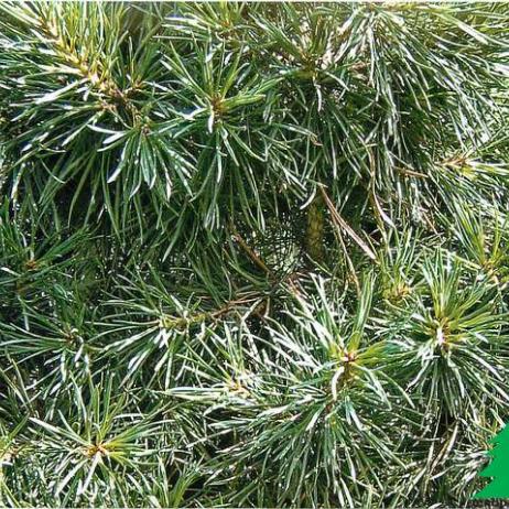 Сосна обыкновенная "Глобоса Виридис" (Pinus sylvestris Globosa Viridis)