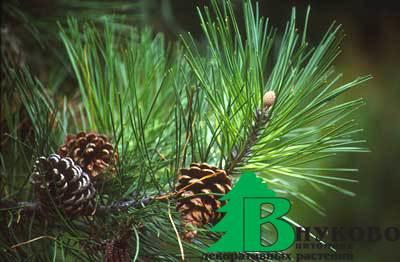 Сосна обыкновенная "Tabuliformis" (Pinus sylvestris Tabuliformis)