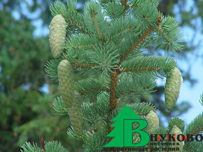 Ель корейская (Picea korainsis)