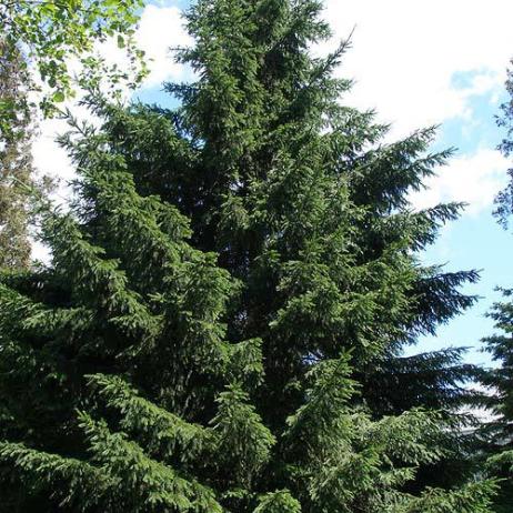 Ель сибирская (Picea obovata)
