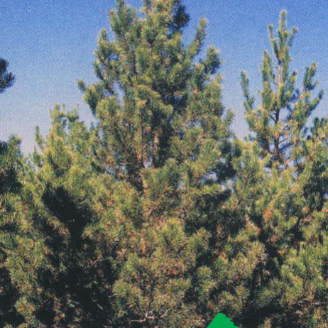 Сосна скрученная широкохвойная (Pinus  contorta var. Latifolia)